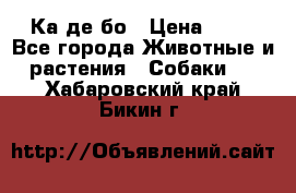 Ка де бо › Цена ­ 25 - Все города Животные и растения » Собаки   . Хабаровский край,Бикин г.